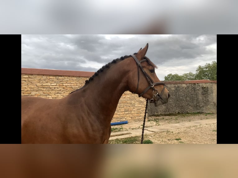 French riding pony Mare 4 years 14,3 hh Brown in Orain