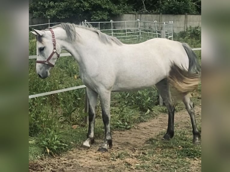 French riding pony Mare 4 years 14 hh in Saint Leger En Yvelines