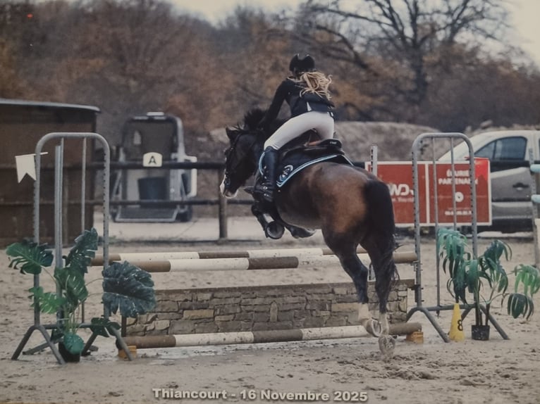 French riding pony Mare 5 years 13,2 hh Brown in Courtedoux