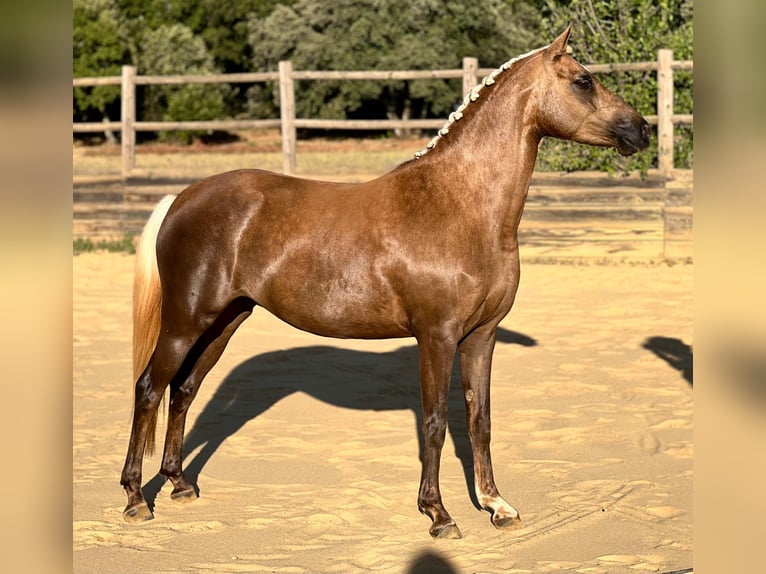 French riding pony Mare 5 years 13,2 hh Palomino in Poulx