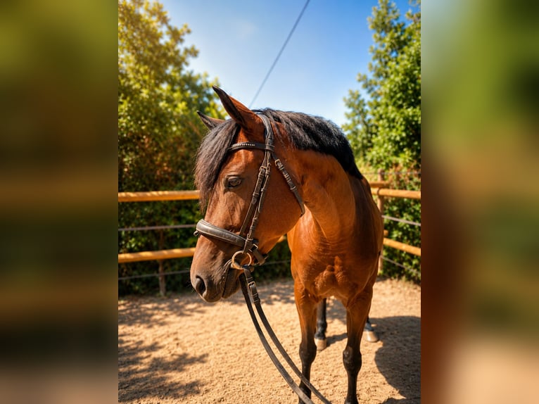 French riding pony Mare 5 years 14.1 hh Brown in Drome
