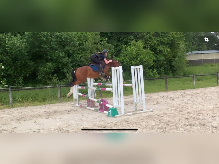 French riding pony Mare 5 years 14,1 hh Brown in Auxerre