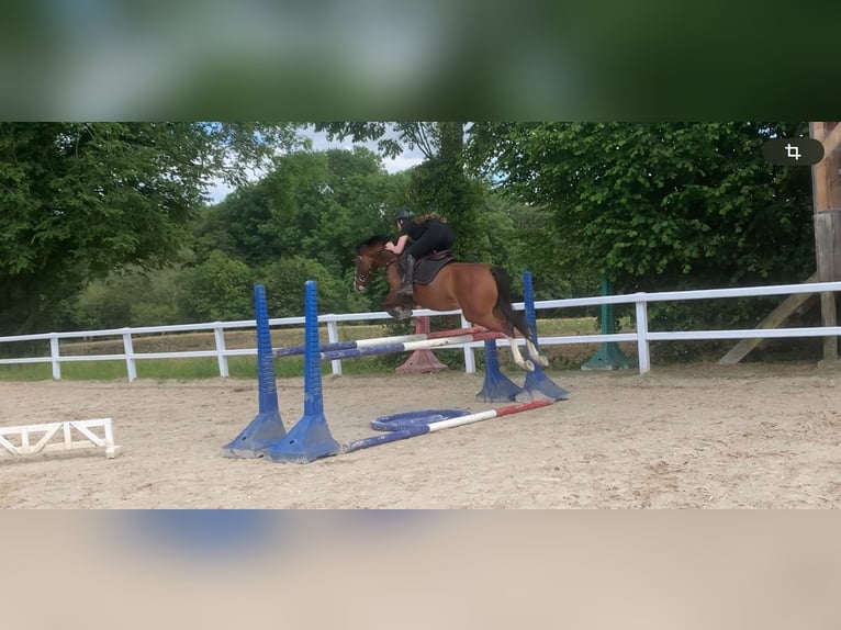 French riding pony Mare 5 years 14,1 hh Brown in Auxerre