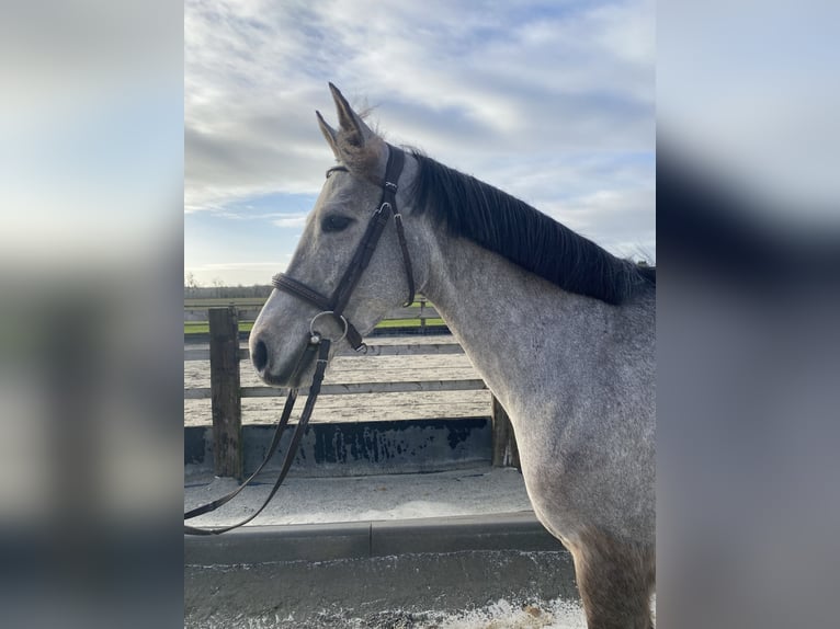 French riding pony Mare 5 years 14,3 hh Grey in Theix-Noyalo