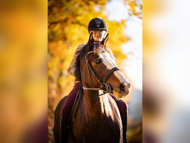 French riding pony Mare 6 years 13,2 hh Brown in Courtedoux