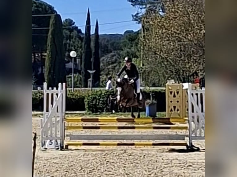 French riding pony Mare 6 years 14.1 hh Bay in Herepian