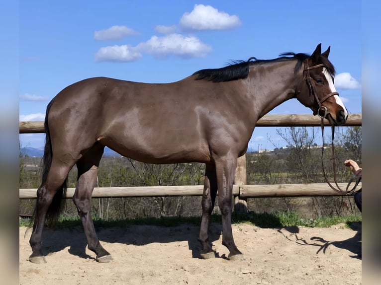 French riding pony Mare 6 years 14.1 hh Bay in Herepian