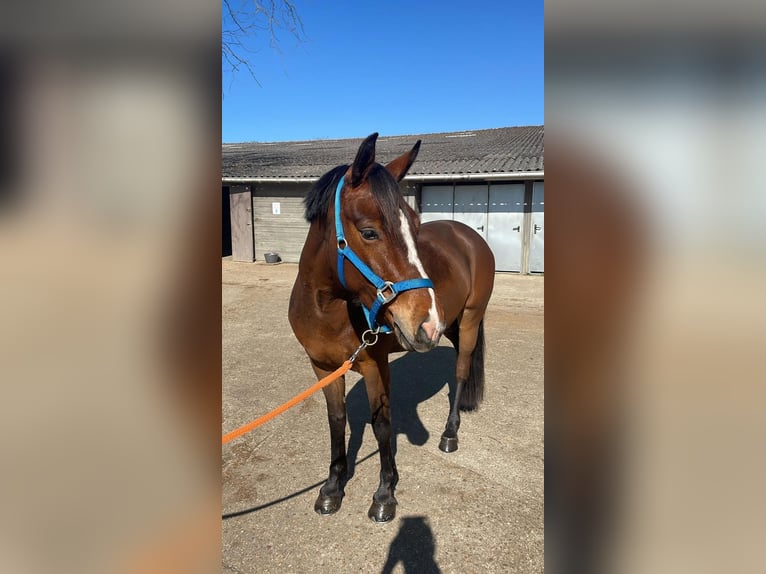French riding pony Mare 6 years 14.1 hh Brown in Le Mans