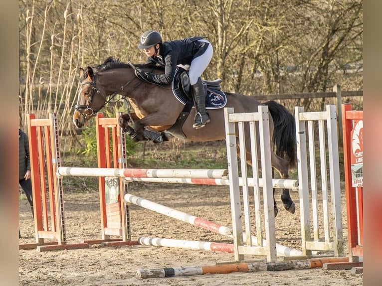 French riding pony Mare 6 years 14.1 hh Brown in Le Mans