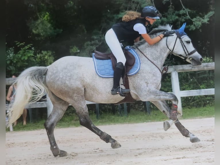 French riding pony Mare 6 years 14,1 hh Gray in Saint amand en puisaye