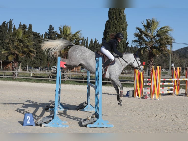 French riding pony Mare 6 years 14,1 hh Gray in Saint amand en puisaye