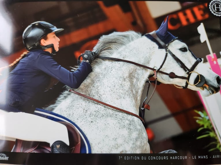 French riding pony Mare 6 years 14,1 hh Gray in Saint amand en puisaye