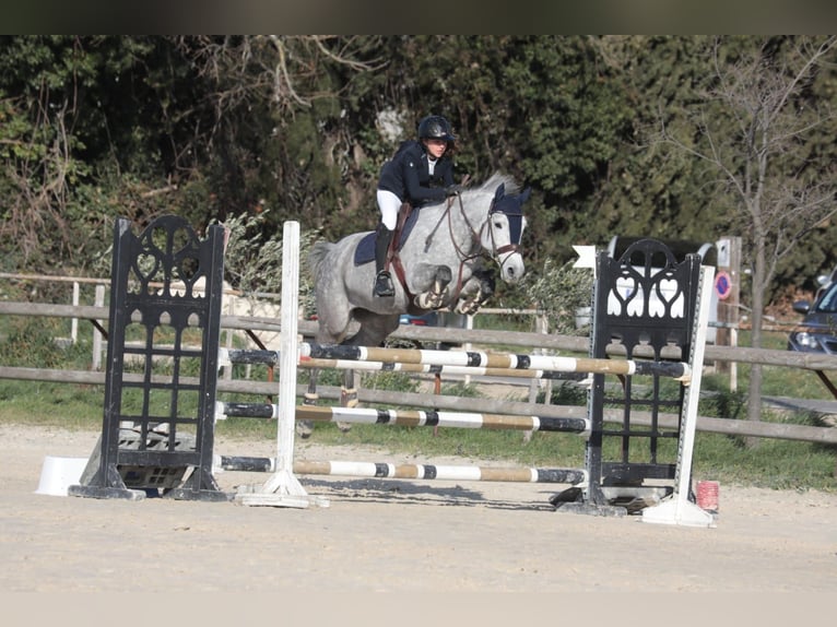 French riding pony Mare 6 years 14,1 hh Gray in Saint amand en puisaye