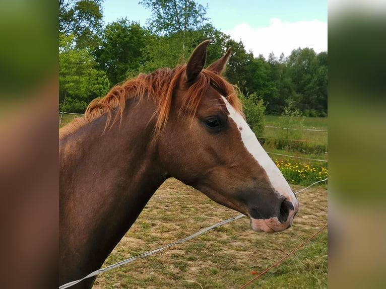 French riding pony Mare 6 years 14.2 hh Chestnut in Loudéac