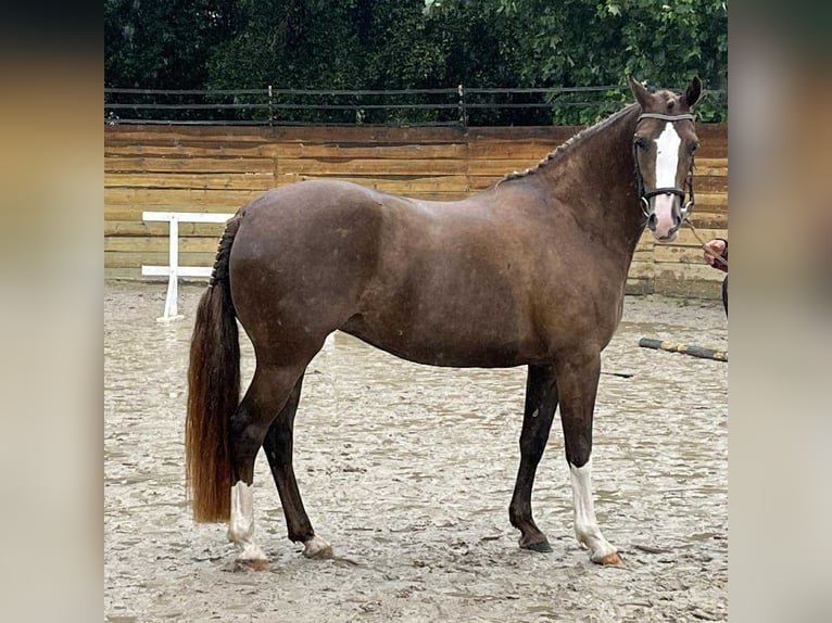 French riding pony Mare 6 years 14.2 hh Chestnut in Loudéac