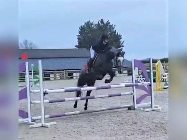 French riding pony Mix Mare 6 years 14,2 hh Gray in La Boussac