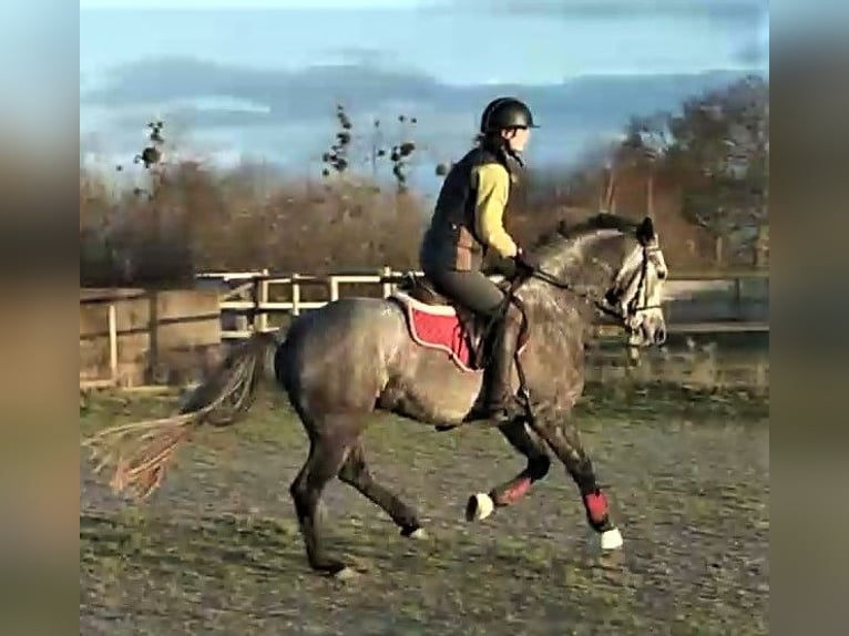 French riding pony Mix Mare 6 years 14,2 hh Gray in La Boussac