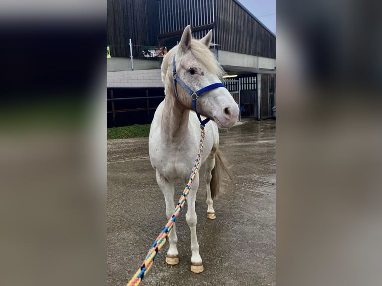 French riding pony Mare 6 years 14 hh Leopard-Piebald in Ermsdorf