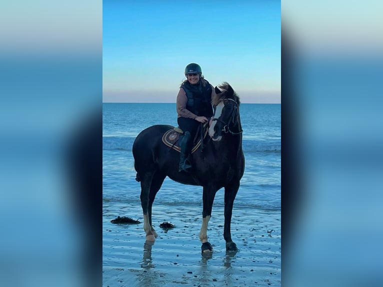 French riding pony Mare 6 years 14,2 hh Chestnut in Loudéac