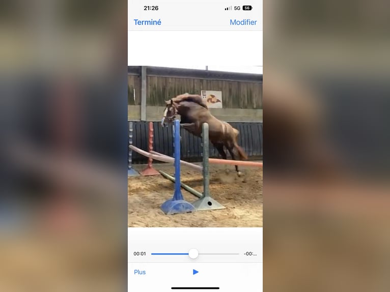 French riding pony Mare 6 years 14,2 hh Chestnut in Loudéac