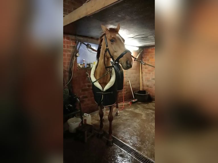 French riding pony Mix Mare 6 years 15,1 hh Chestnut in LINTER
