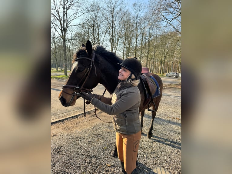 French riding pony Mare 6 years 15,2 hh Bay-Dark in Sint-Michiels Brugge