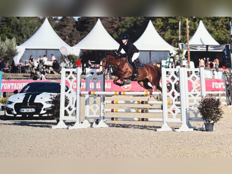 French riding pony Mare 7 years 14.1 hh Chestnut in Grez-Doiceau