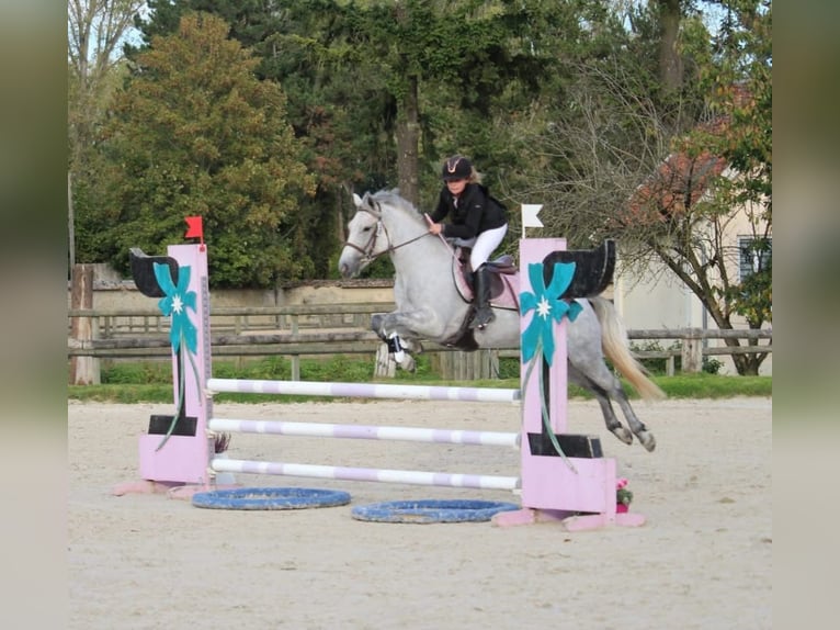 French riding pony Mare 7 years 14,1 hh Grey in Savigny le temple