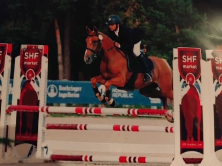 French riding pony Mare 8 years 14.1 hh Chestnut-Red in Luzarches