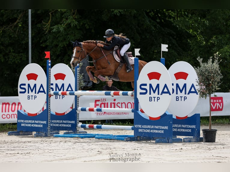 French riding pony Mare 8 years 14,1 hh Chestnut-Red in seiches/loir French riding pony Mare 8 years 14,1 hh Chestnut-Red in seiches/loir