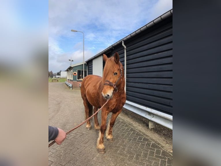 French riding pony Mare 8 years 14,2 hh Chestnut-Red in Ruinerwold