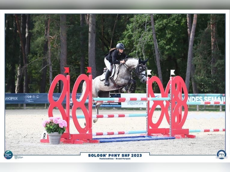 French riding pony Mare 8 years 14,2 hh Gray in Soisy-sur-Seine