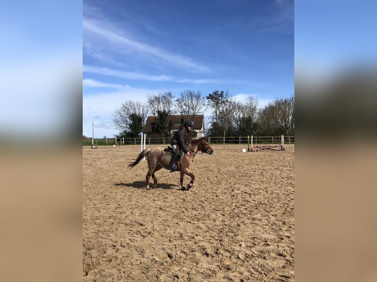 French riding pony Mare 9 years 12,1 hh Gray-Red-Tan in Les Reuilles