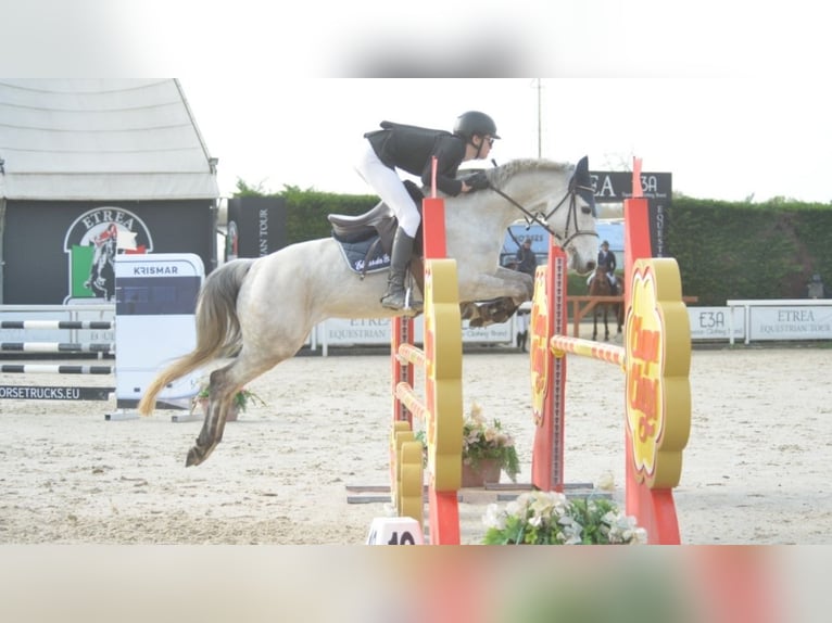 French riding pony Mare 9 years 14,1 hh Gray in Samarate