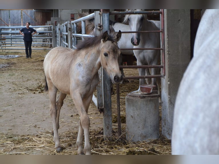 French riding pony Mare Foal (03/2024) 14 hh Gray in Kunheim