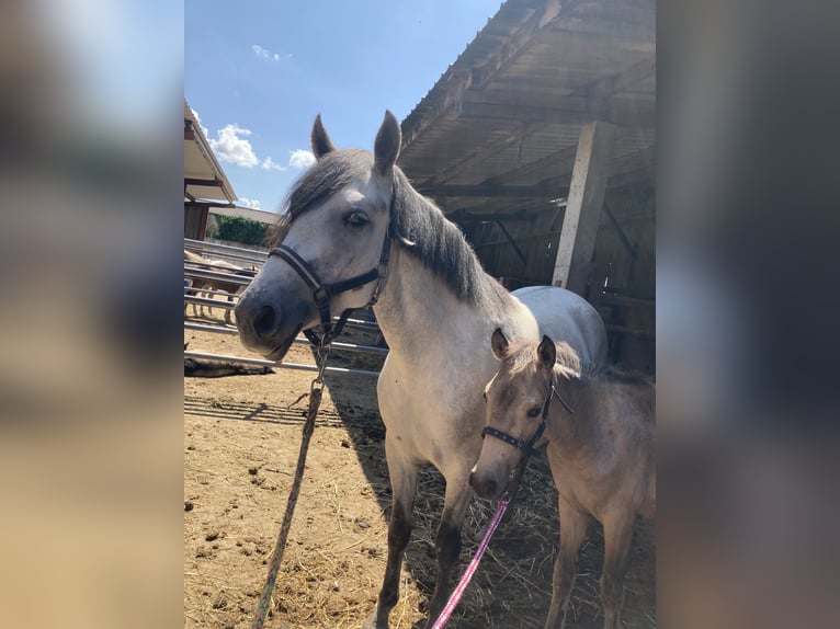 French riding pony Mare Foal (03/2024) 14 hh Gray in Kunheim