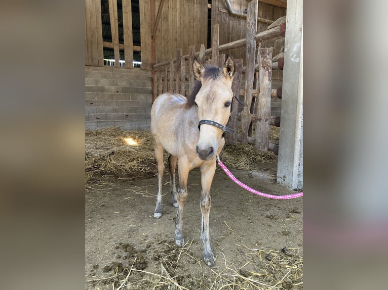 French riding pony Mare Foal (03/2024) 14 hh Gray in Kunheim