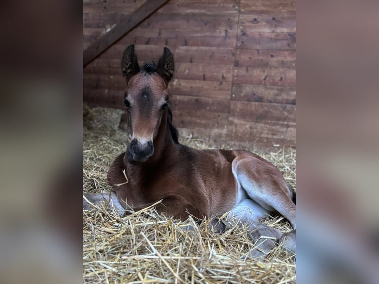 French riding pony Mare  15,2 hh Brown in sisteron
