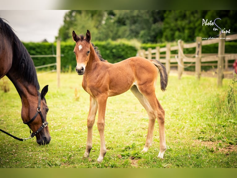 French riding pony Mare Foal (06/2025) 9,2 hh Brown in Grand-Bourgth&#xE9;roulde