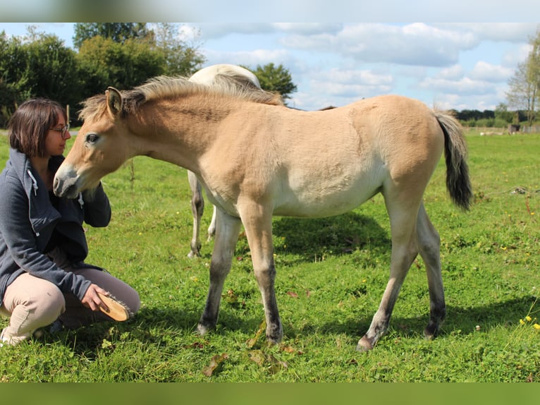 French riding pony Mare Foal (06/2024) Brown Falb mold in La Flamengrie