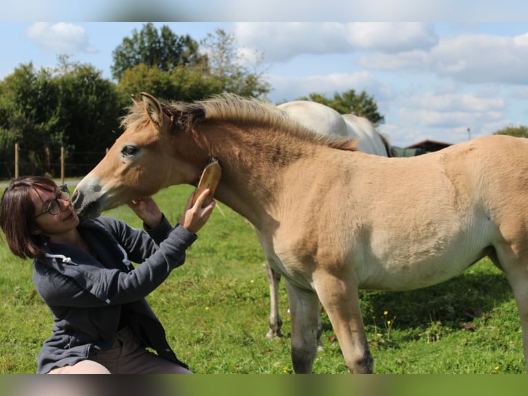 French riding pony Mare Foal (06/2024) Brown Falb mold in La Flamengrie