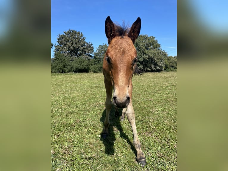 French riding pony Mare Foal (06/2024) Brown in Savenay