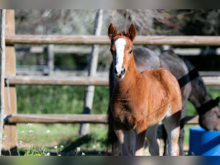 French riding pony Mare Foal (01/2026)  in Nans-les-Pins
