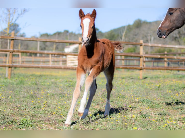 French riding pony Mare Foal (01/2026)  in Nans-les-Pins