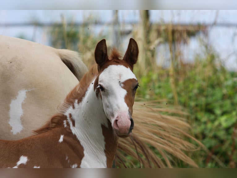 French riding pony Mare Foal (01/2024) Overo-all-colors in SOULEUVRE EN BOCAGE