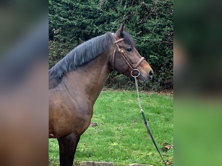 French riding pony Stallion 10 years 14,1 hh Smoky-Black in Vendin les Béthune