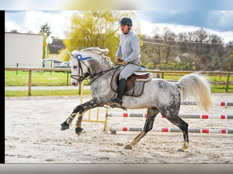 French riding pony Stallion 12 years Gray in Neuillé  pont pierre