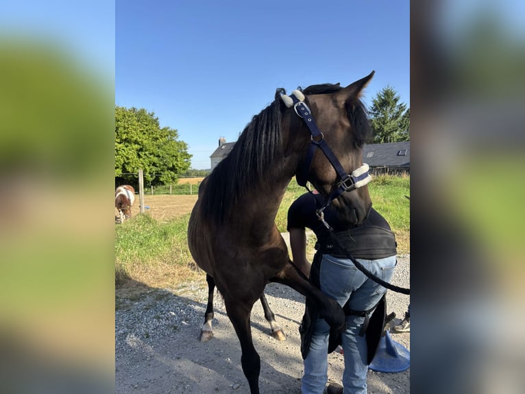 French riding pony Stallion 1 year 10,1 hh Brown in Berni&#xE8;res