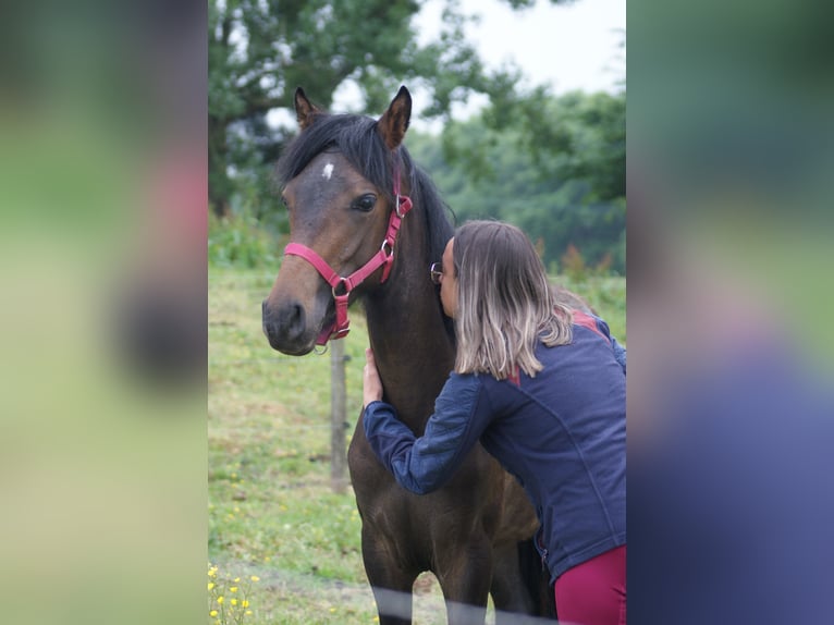 French riding pony Stallion 1 year 10,1 hh Brown in Berni&#xE8;res