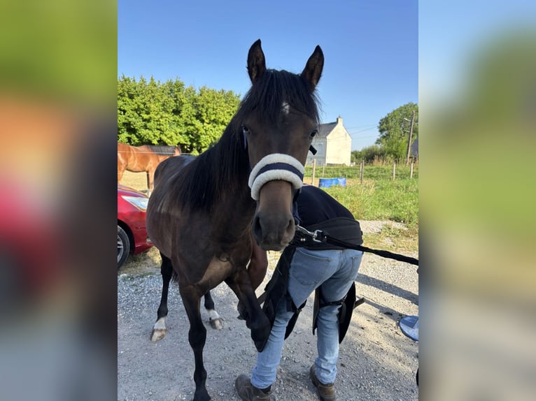 French riding pony Stallion 1 year 10,1 hh Brown in Berni&#xE8;res